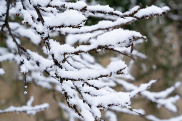 Closeup of a branch with snow