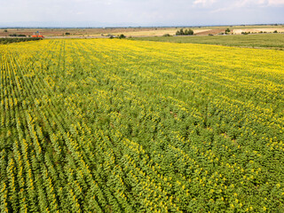 Aerial view of landscape sunflower field, Bulgaria