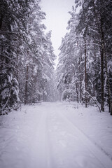 snowy trees at winter forest in foggy day 
