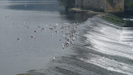 water flowing over the river