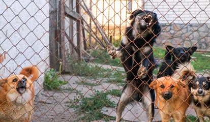 Pack of dogs barking ferociously looking through the netting outside