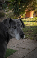 Bonito cachorro cinza dogue alemão a olhar para traz