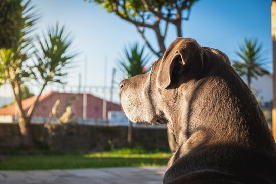 Perfil de bonito cachorro cinza olhando para o horizonte ao pôr do sol