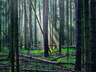 morning in the woods