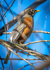 American Robin enjoying a warm winter day along the nature trail in Pearland, Texas!