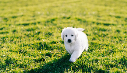 White colored golden retriever puppy running on a green meadow 