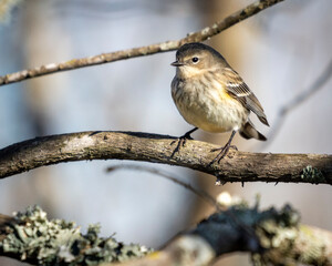 Yellow-rumped Warbler along the Shadow Creek Ranch Nature Trail in Pearland, Texas!