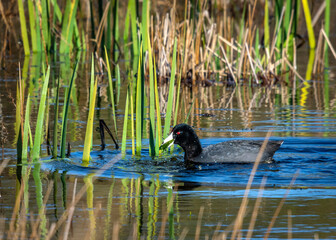 American Coot finding a meal in the water!