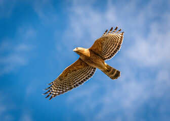 Red-shouldered Hawk above the Shadow Creek Ranch Nature Trail in Pearland, Texas!