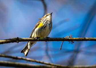 Yellow-rumped Warbler along the Shadow Creek Ranch Nature Trail in Pearland, Texas!