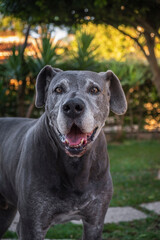 Retrato de bonito cachorro cinza dogue alemão