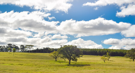 Fototapeta premium Landscape with sky and clouds, Spring day, trees and beautiful clouds