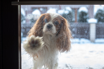 Dog knocks on door of glass house with his paw, Cavalier King Charles Spaniel ask for home from...
