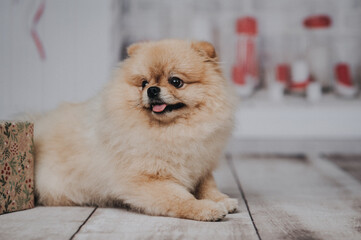 kleiner Pom Rassehund Zweispitz wartet auf Weihnachten und möchte Geschenke auspacken