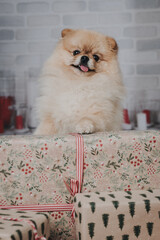 kleiner Pom Rassehund Zweispitz wartet auf Weihnachten und möchte Geschenke auspacken