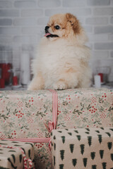 kleiner Pom Rassehund Zweispitz wartet auf Weihnachten und möchte Geschenke auspacken