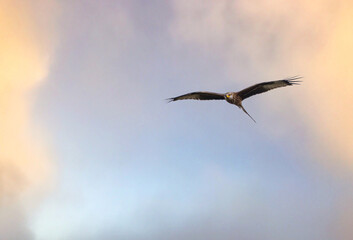 english red kite bird of prey on the wing looking for food 