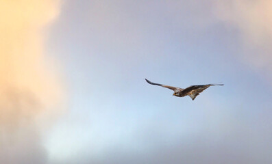 Obraz premium english red kite bird of prey on the wing looking for food 