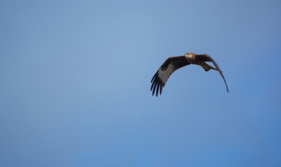 english red kite bird of prey on the wing looking for food 
