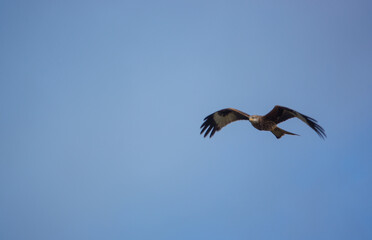 english red kite bird of prey on the wing looking for food 