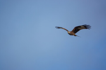 english red kite bird of prey on the wing looking for food 