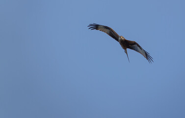 english red kite bird of prey on the wing looking for food 