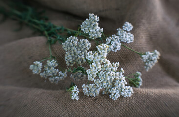 Wildflowers of yarrow on the background of old burlap	
