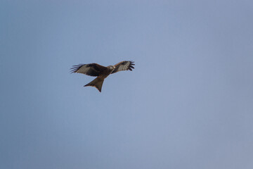 english red kite bird of prey on the wing looking for food 