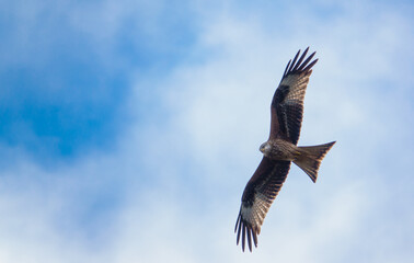 english red kite bird of prey on the wing looking for food 