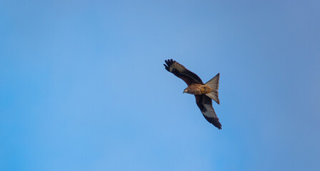 english red kite bird of prey on the wing looking for food 