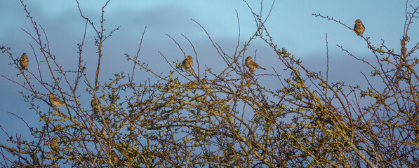 Obraz premium Reed bunting flock perhed in high bushes