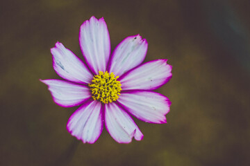 Cosmo flower