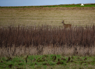 a deer looks out for trouble behind long dark winter grass
