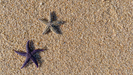 Two starfish, or sea stars, on a sandy beach. Top down background. Copy space on right. © Barry