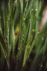 dew on a grass