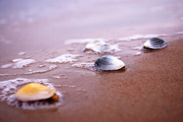 Seas dumped by the sea.
