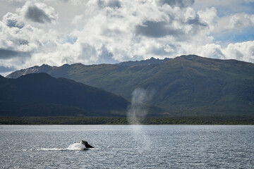 Ballena en el canal de Magallanes