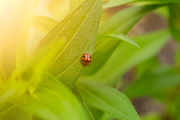 ladybug on grass