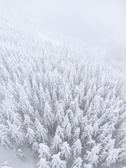 snow covered trees