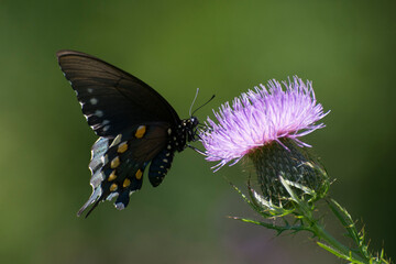 Butterfly 2020-41 /Pipevine swallowtail (Battus philenor)