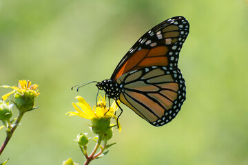 Fototapeta na wymiar Butterfly 2020-42 / Monarch butterfly (Danaus plexippus)