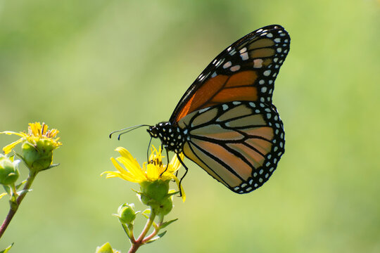 Butterfly 2020-42 / Monarch butterfly (Danaus plexippus)