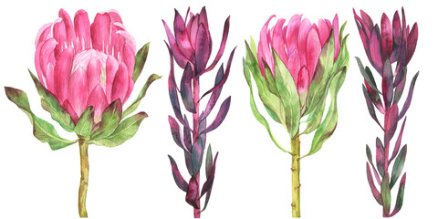 Set of protea, leucadendron on isolated white background, watercolor illustration, botanical painting, hand drawing. Stock illustration