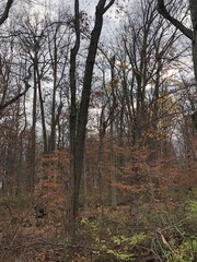 forest in autumn