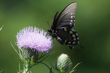 Butterfly 2020-44 / Pipevine swallowtail (Battus philenor)