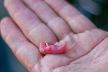 A newborn mouse, hairless and with closed eyes, is held in a man's hand