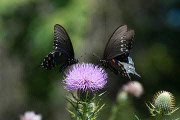Butterfly 2020-49 / Pipevine swallowtails (Battus philenor)