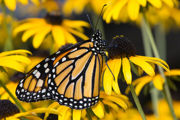 Butterfly 2020-50 / Monarch butterfly (Danaus plexippus)
