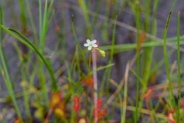 モウセンゴケの花