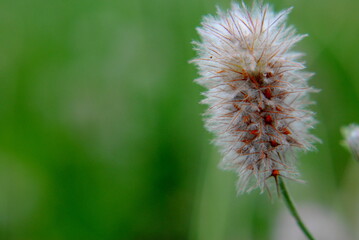 clover flower in spring